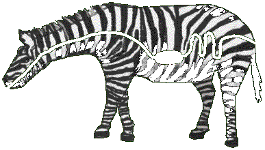 2-dimensionales Zebra