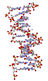 Doppelhelix der DNA