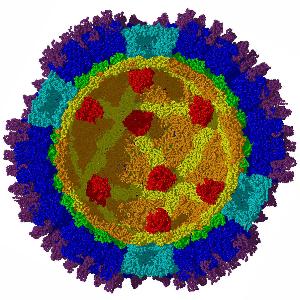 Reovirus