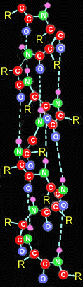 Die Helix des Seidenfibroin